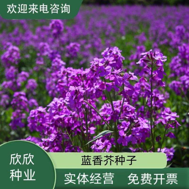 蓝香芥种子/四季开花/道路庭院阳台花海花卉种子