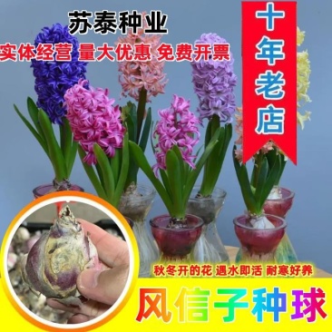风信子种球水培土培花卉庭院阳台打造花海量大优惠