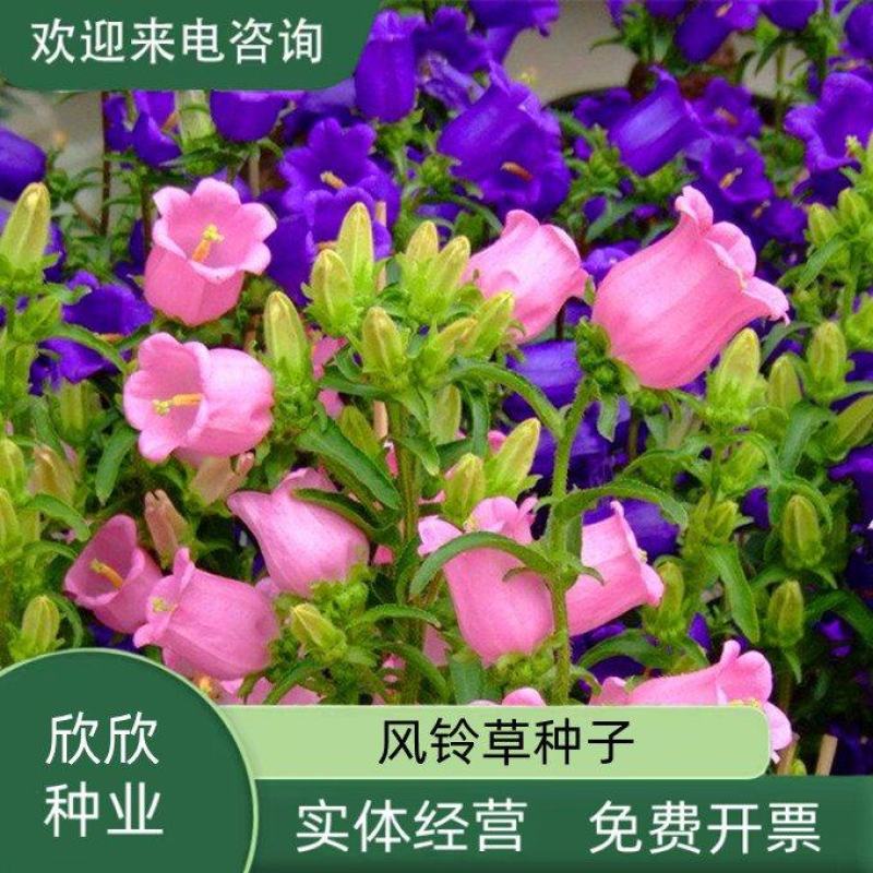 风铃草种子室外庭院花种子花卉花种孑喇叭花种籽子四季种易活
