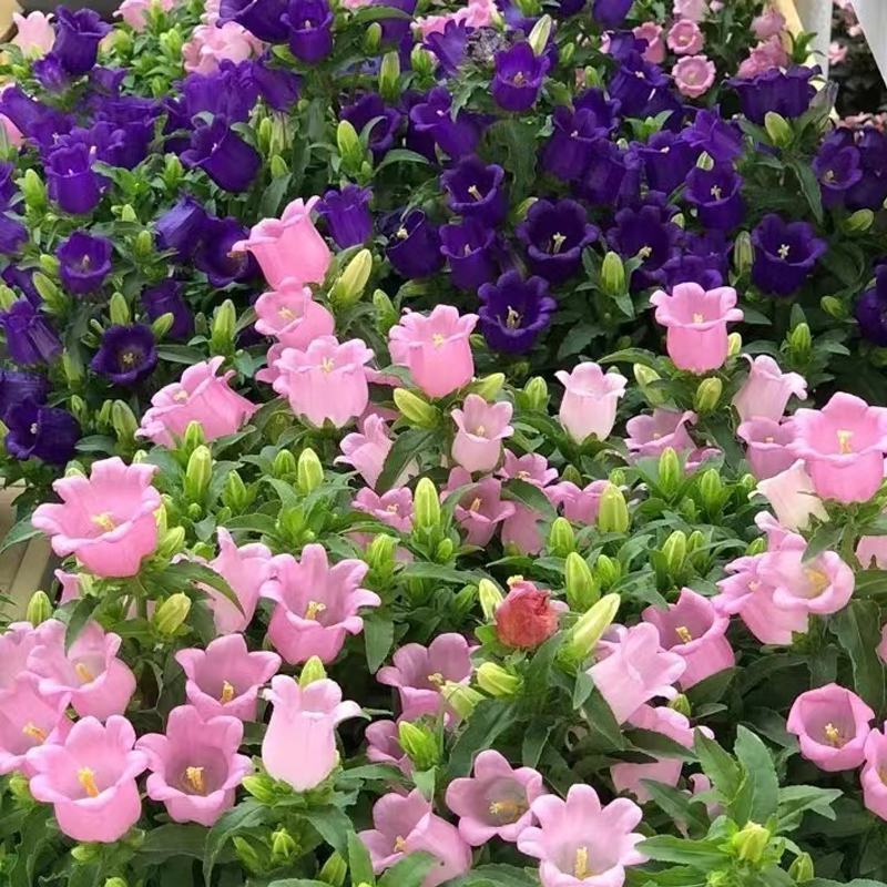 风铃草种子室外庭院花种子花卉花种孑喇叭花种籽子四季种易活