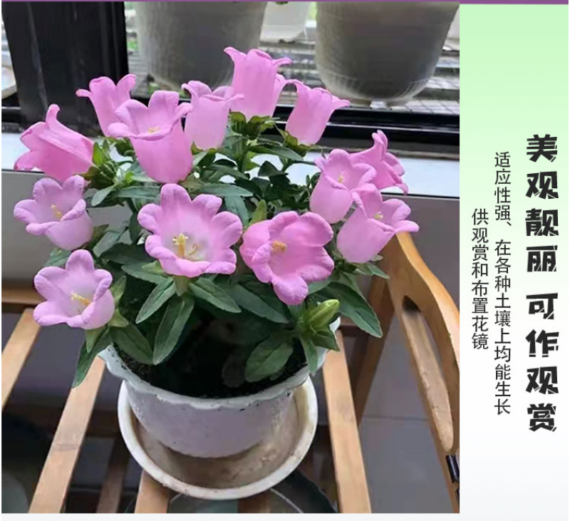 风铃草种子室外庭院花种子花卉花种孑喇叭花种籽子四季种易活