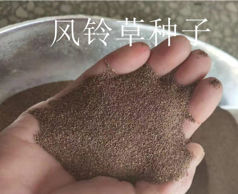 风铃草种子室外庭院花种子花卉花种孑喇叭花种籽子四季种易活