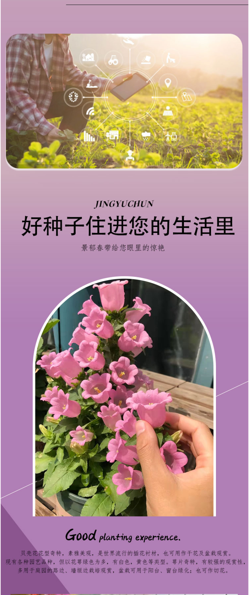 风铃草种子室外庭院花种子花卉花种孑喇叭花种籽子四季种易活