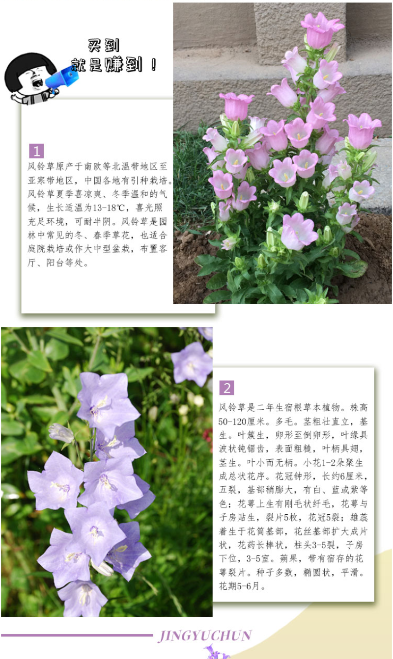 风铃草种子室外庭院花种子花卉花种孑喇叭花种籽子四季种易活