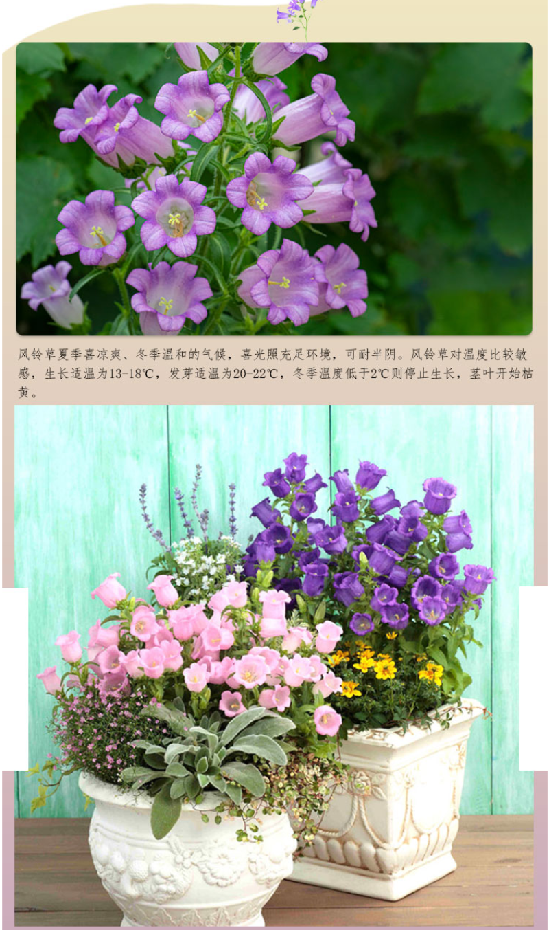 风铃草种子室外庭院花种子花卉花种孑喇叭花种籽子四季种易活