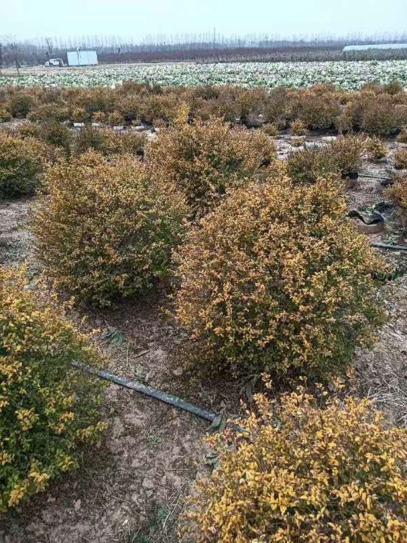 精品亮晶女贞球自家苗圃基地自产自销量大价优