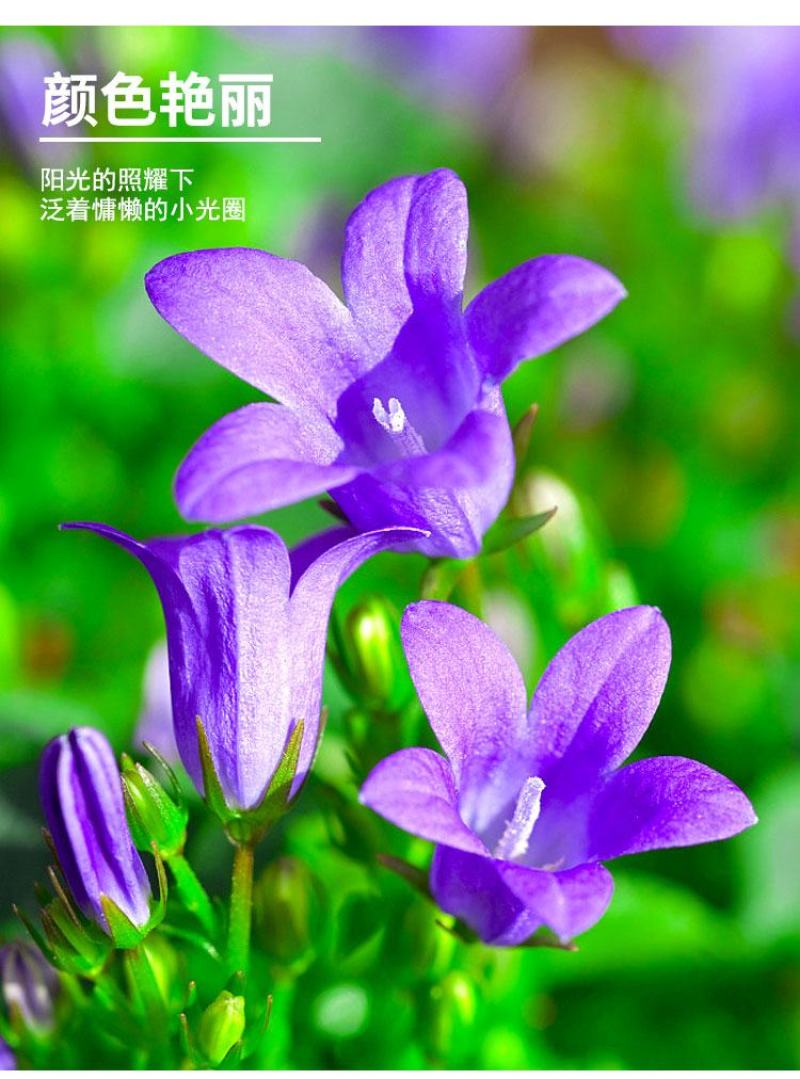 风铃草种子室外庭院花种子花卉花种孑喇叭花种籽子四季种易活