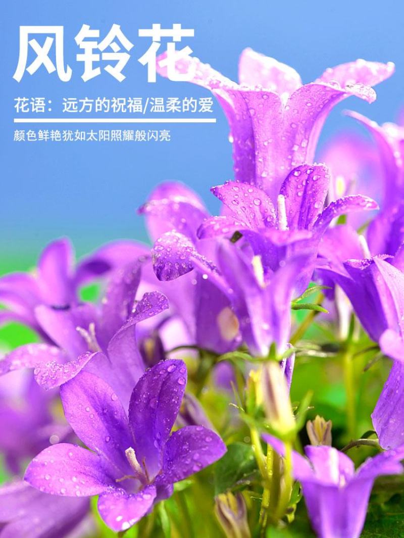风铃草种子室外庭院花种子花卉花种孑喇叭花种籽子四季种易活