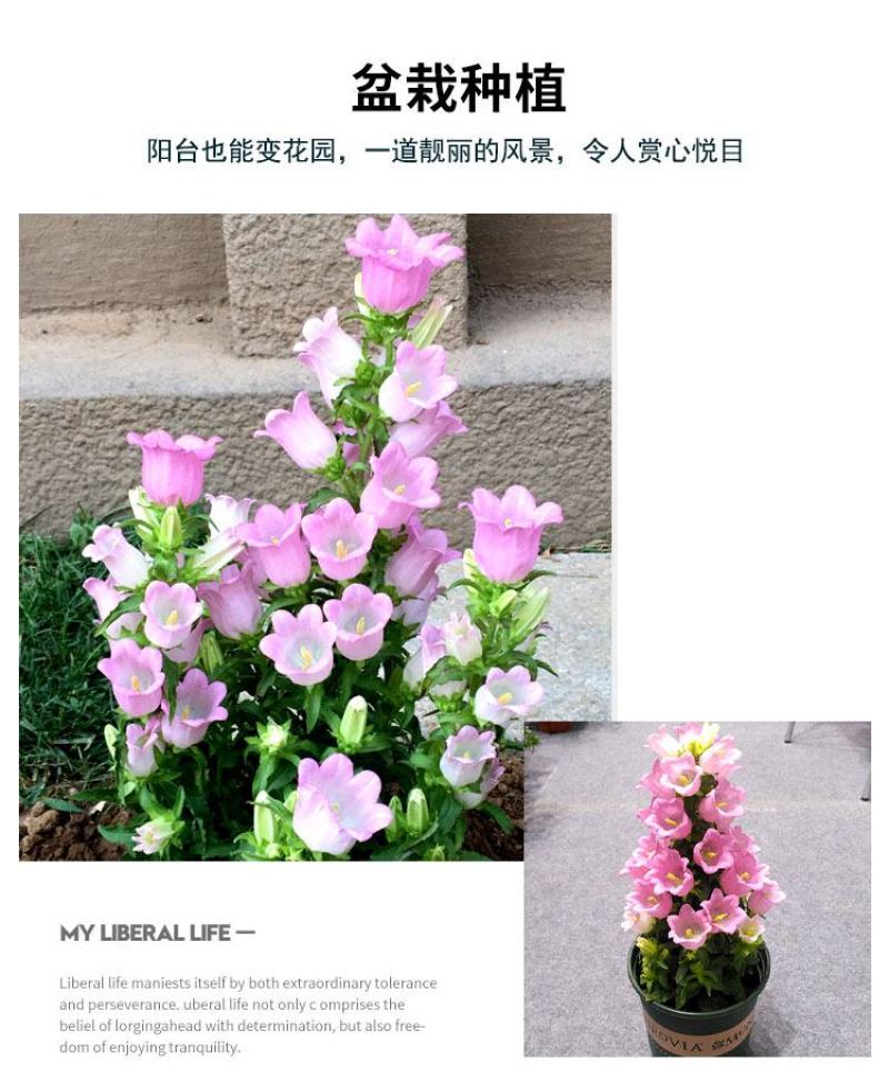 风铃草种子室外庭院花种子花卉花种孑喇叭花种籽子四季种易活