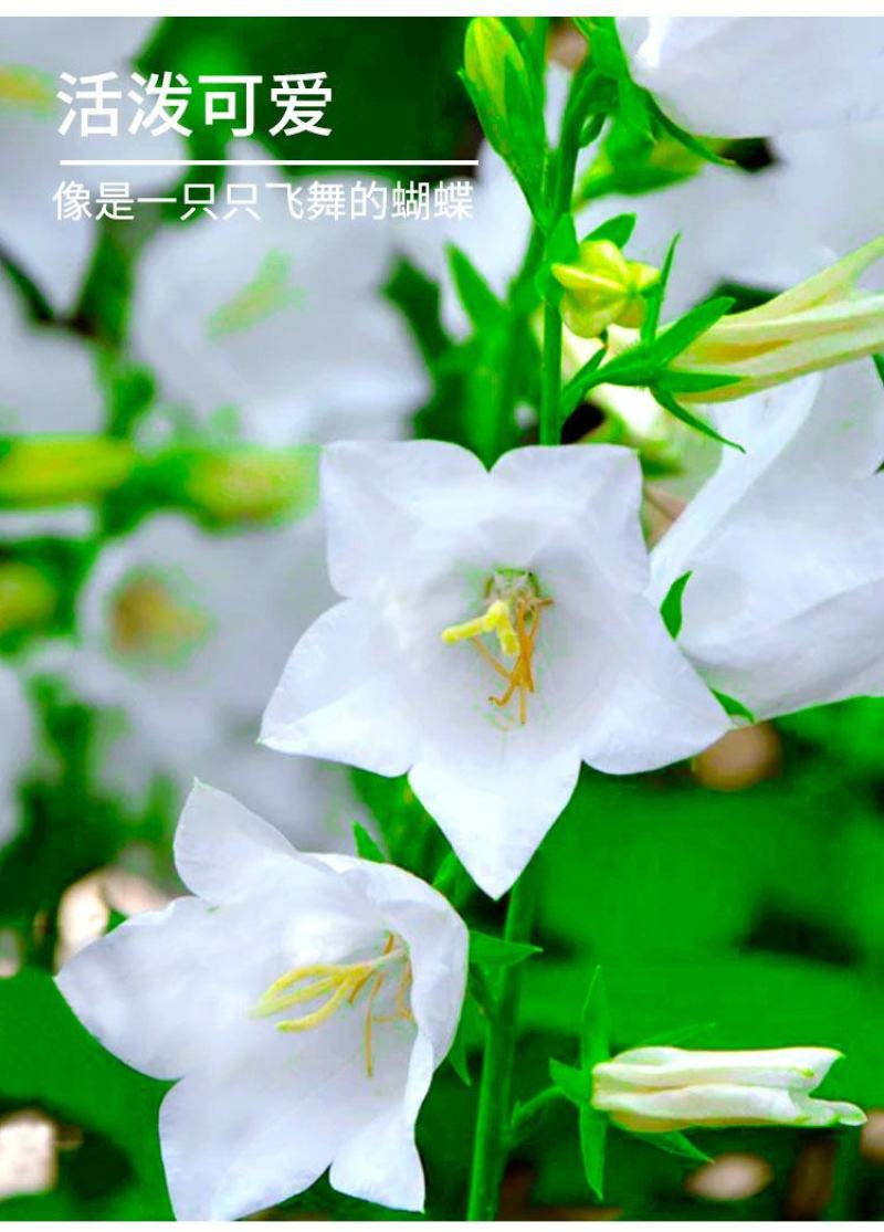 风铃草种子室外庭院花种子花卉花种孑喇叭花种籽子四季种易活