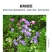 风铃草种子室外庭院花种子花卉花种孑喇叭花种籽子四季种易活