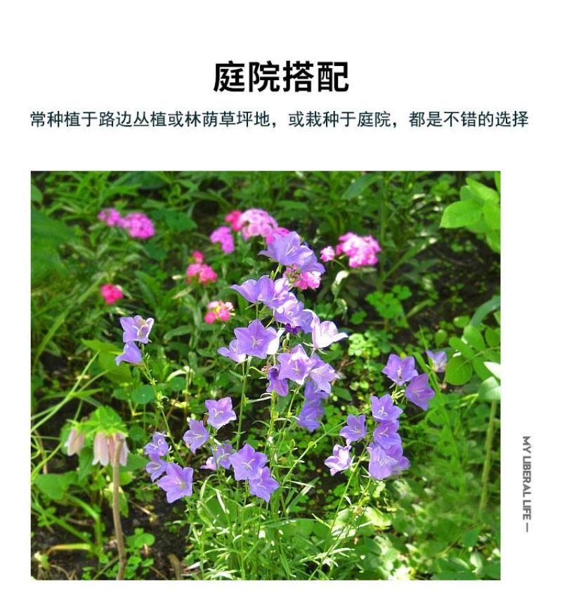 风铃草种子室外庭院花种子花卉花种孑喇叭花种籽子四季种易活