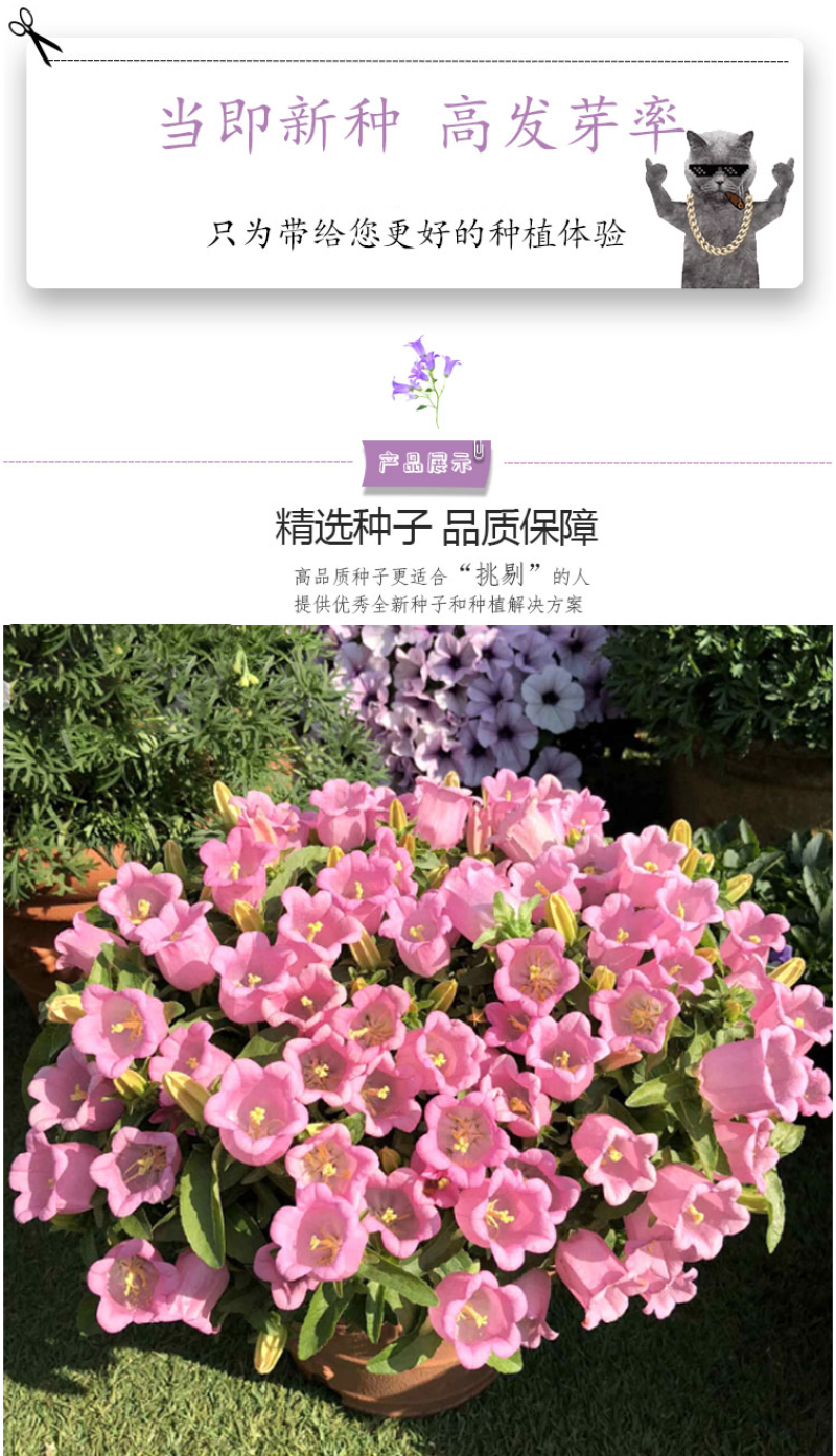 风铃草种子室外庭院花种子花卉花种孑喇叭花种籽子四季种易活