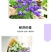 风铃草种子室外庭院花种子花卉花种孑喇叭花种籽子四季种易活