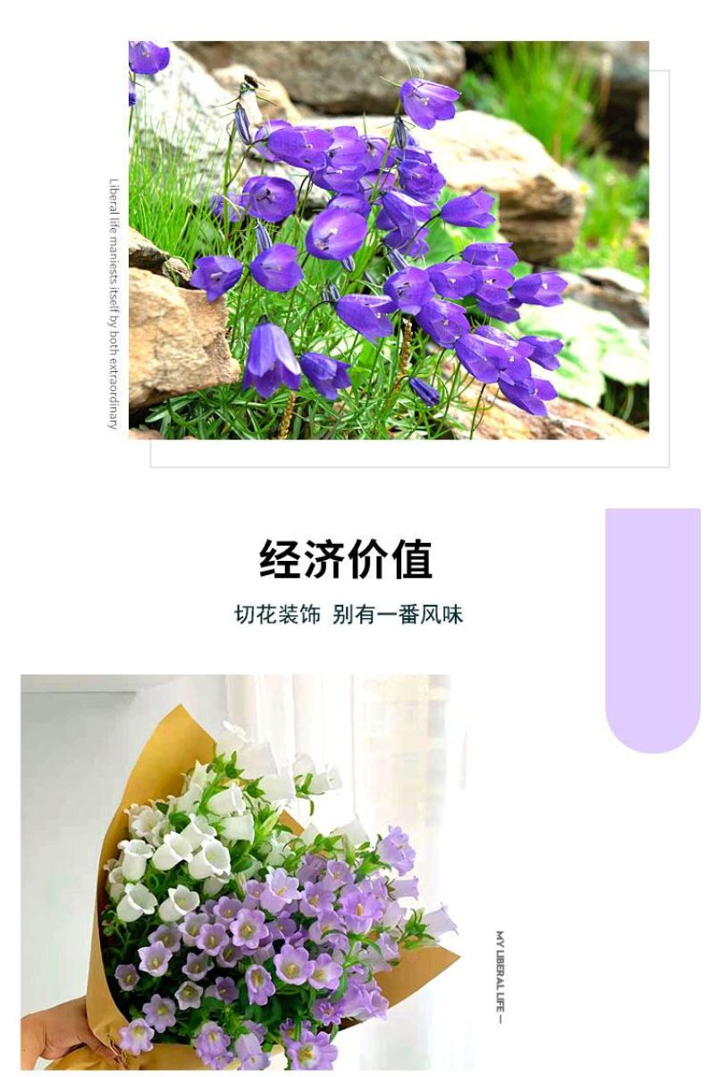 风铃草种子室外庭院花种子花卉花种孑喇叭花种籽子四季种易活