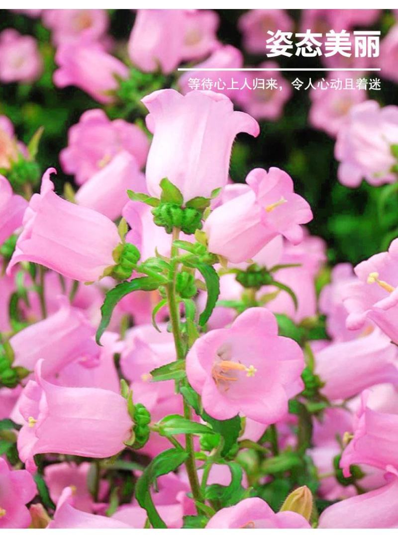 风铃草种子室外庭院花种子花卉花种孑喇叭花种籽子四季种易活