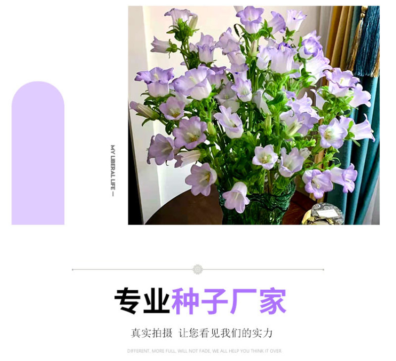 风铃草种子室外庭院花种子花卉花种孑喇叭花种籽子四季种易活