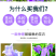 风铃草种子室外庭院花种子花卉花种孑喇叭花种籽子四季种易活