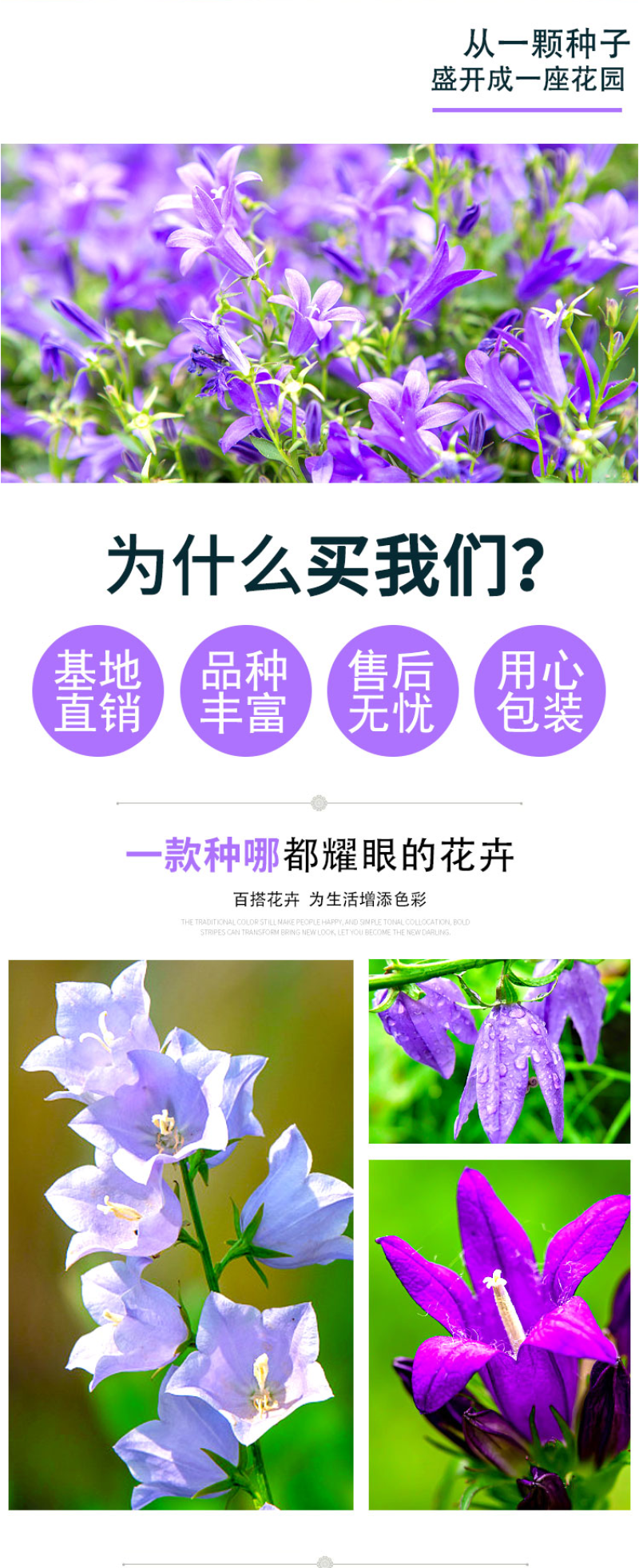 风铃草种子室外庭院花种子花卉花种孑喇叭花种籽子四季种易活