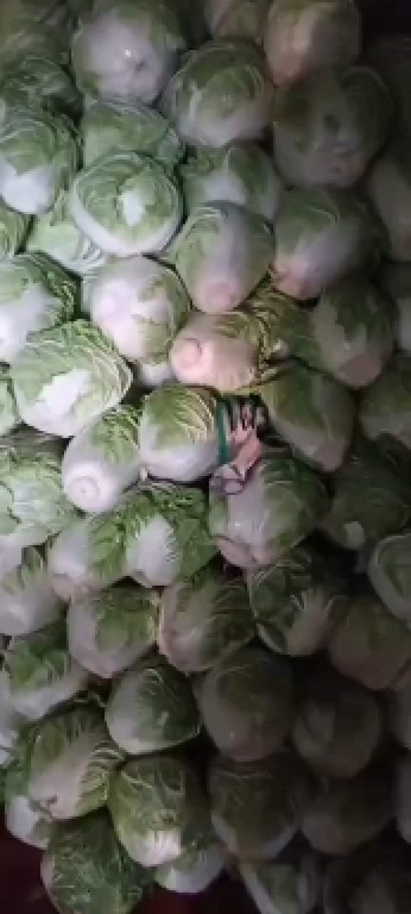 大白菜东京868，新乡小包基地发货，走电商超市，诚信经营