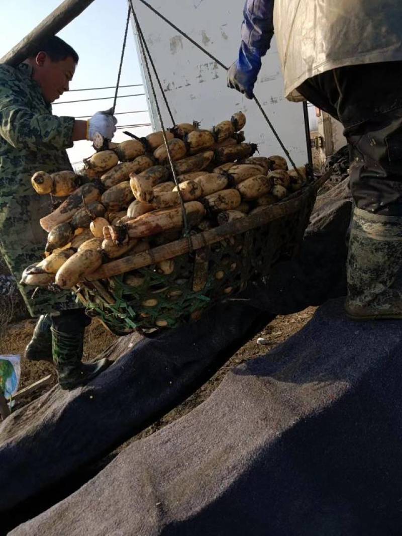 湖北省武汉市江夏区千亩莲藕基地出售莲藕哥藕种