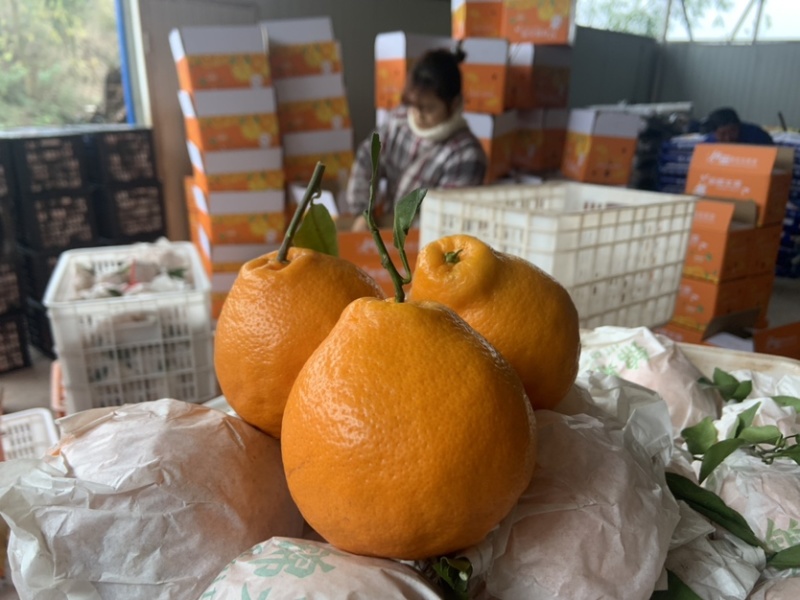 耙耙柑出售中