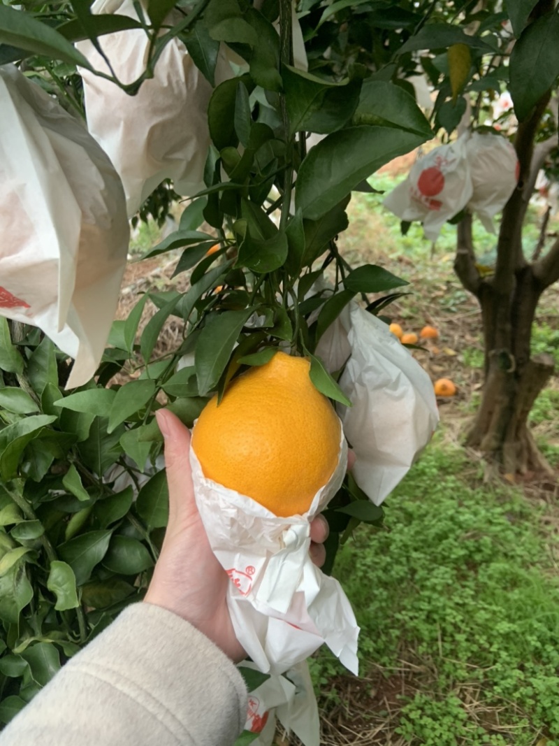 耙耙柑出售中
