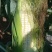 白糯玉米，万糯2000