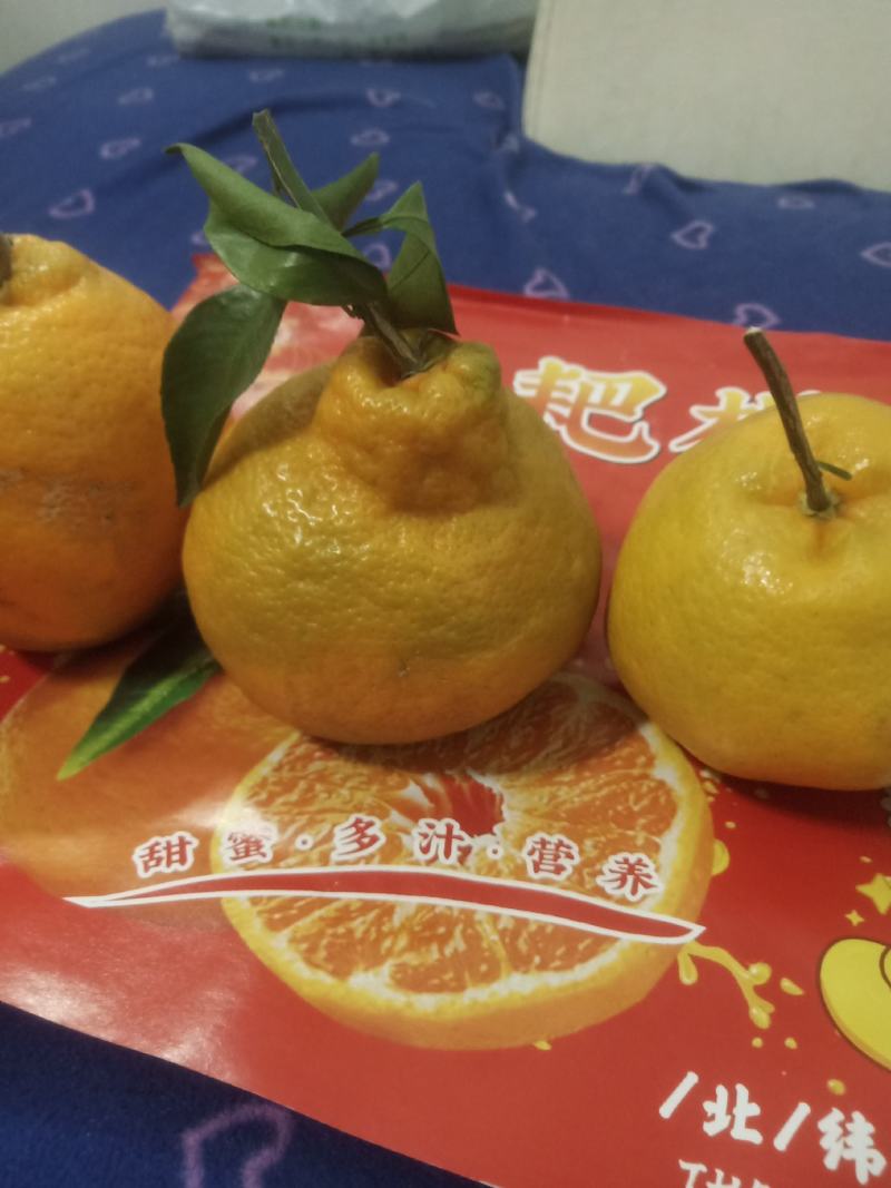 精品粑粑柑