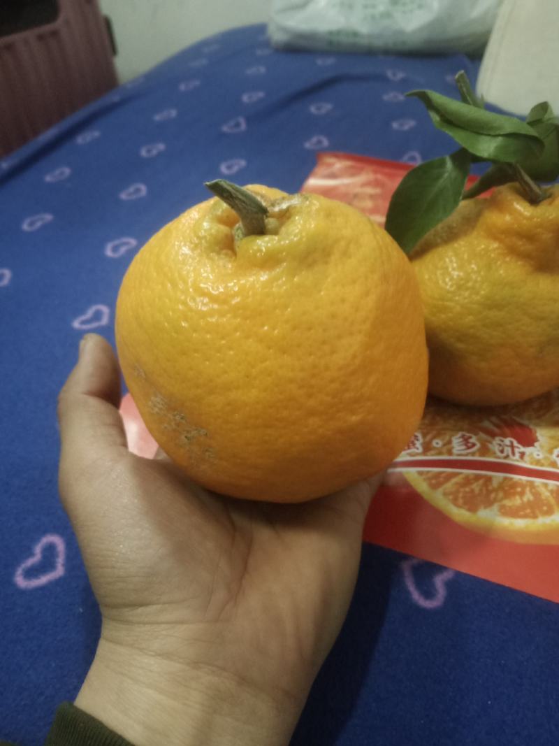 精品粑粑柑