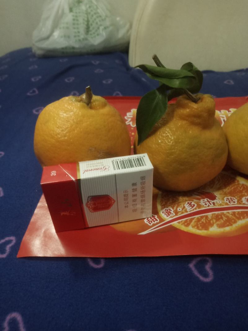 精品粑粑柑