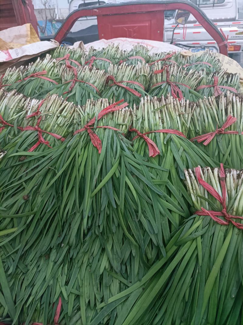 甘肃韮菜