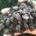 新疆夏黑葡萄干新疆各种各样葡萄干品质齐全量大