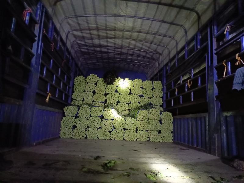 红叶香莴苣产地直销