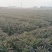 红叶香莴苣产地直销