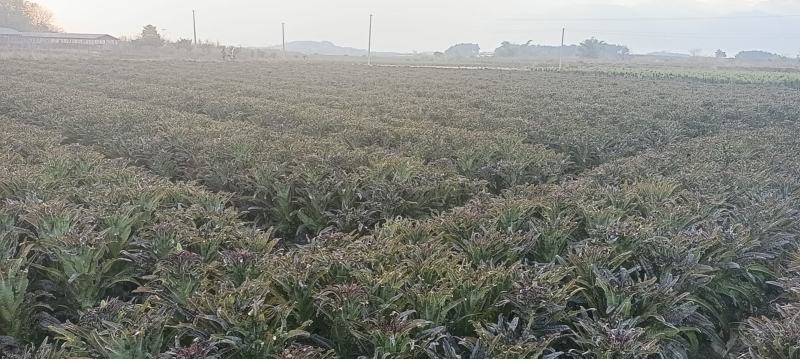 红叶香莴苣产地直销