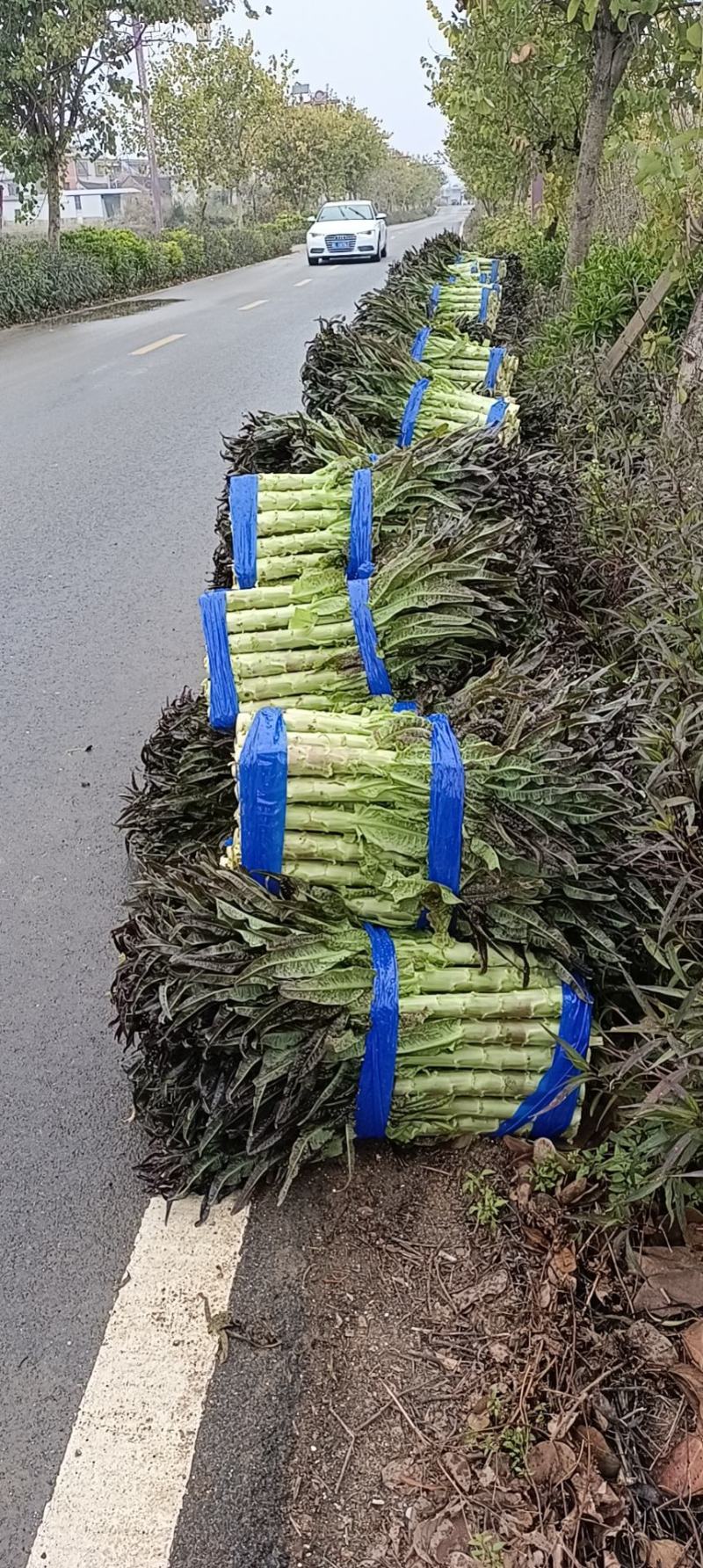 红叶香莴苣产地直销