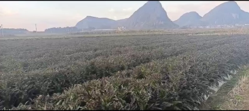 红叶香莴苣产地直销