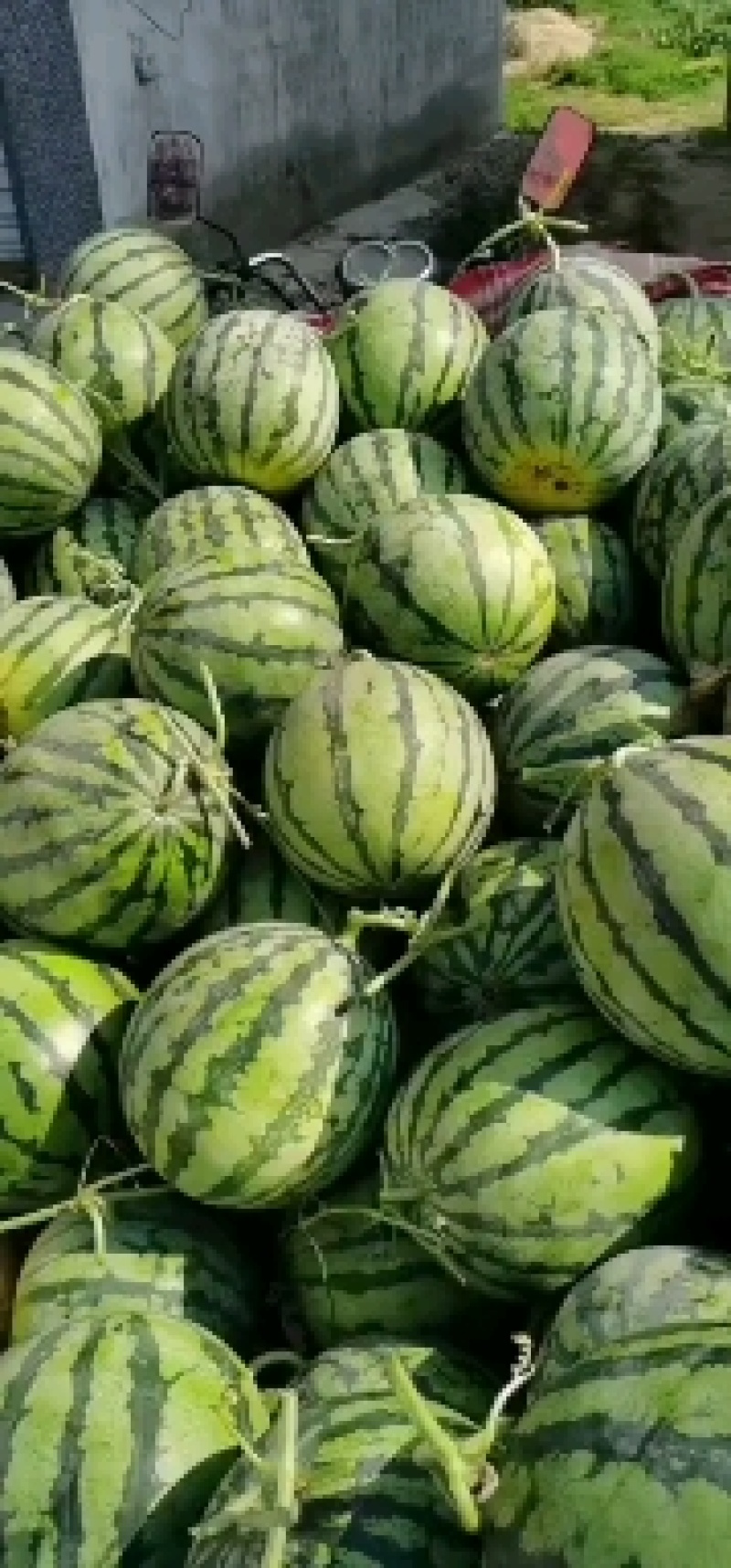砀山县美都西瓜产地，货源充足，糖份高，皮溥，