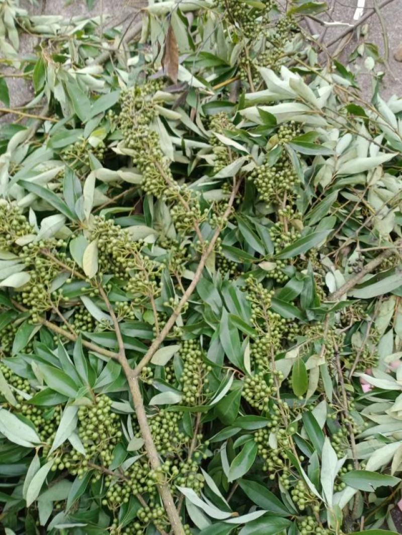 山苍子苗