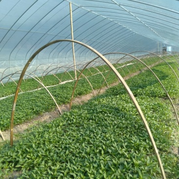 线椒苗三号八号基地直供，高产抗病提供技术指导。