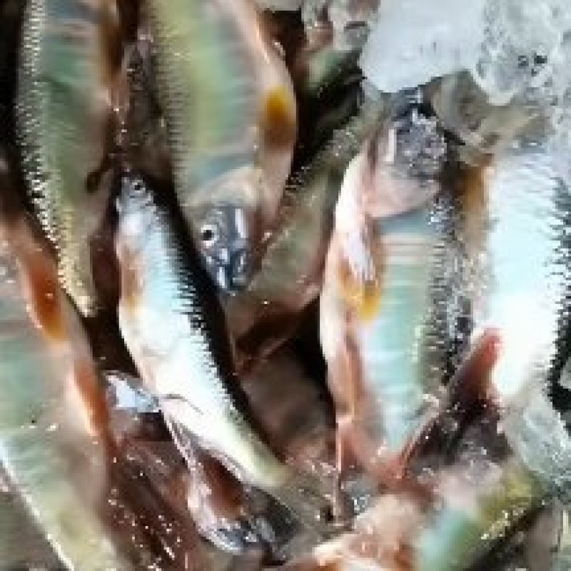 小桃花鱼水好鱼好肉质没质量**