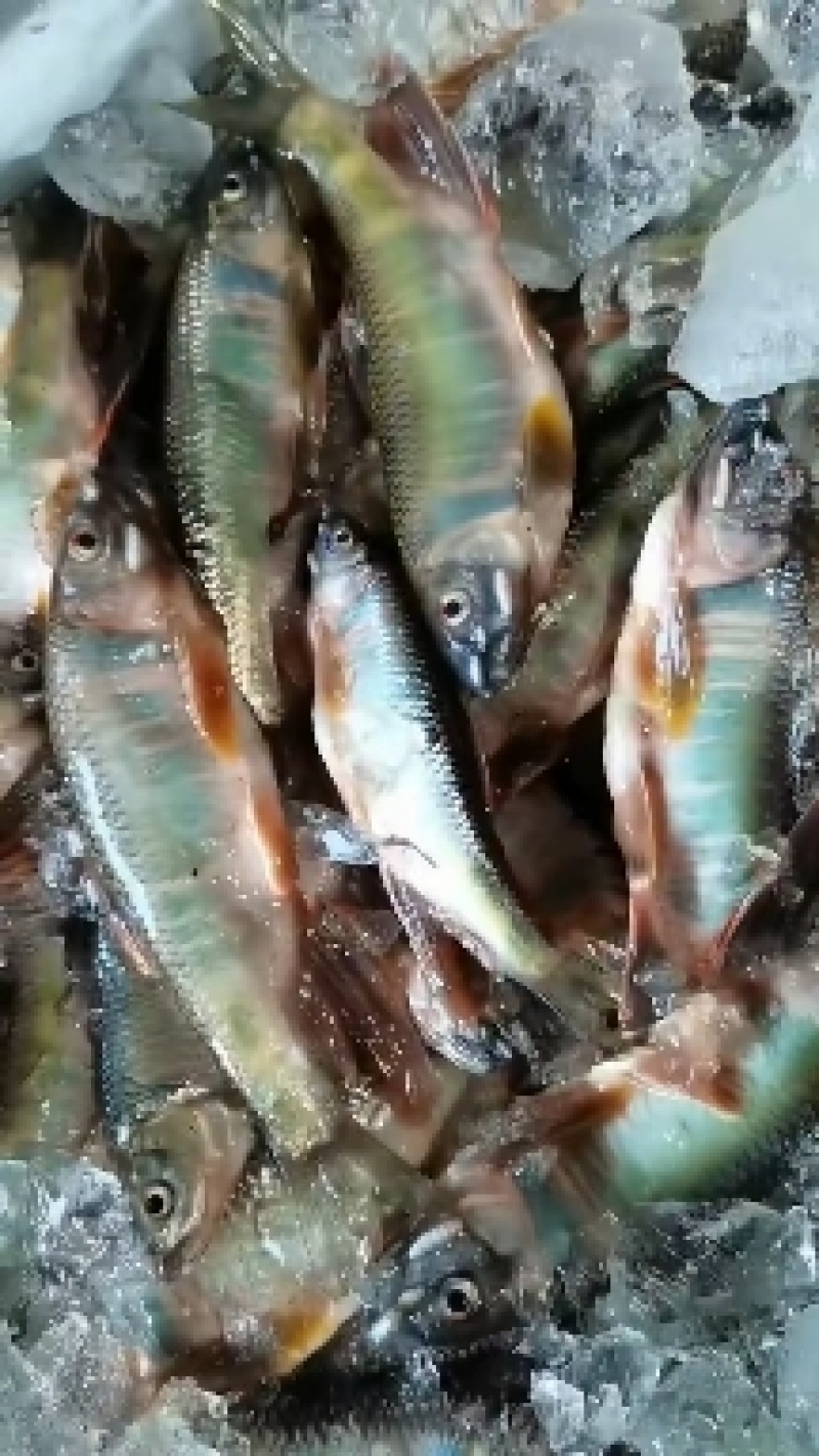 小桃花鱼水好鱼好肉质没质量**