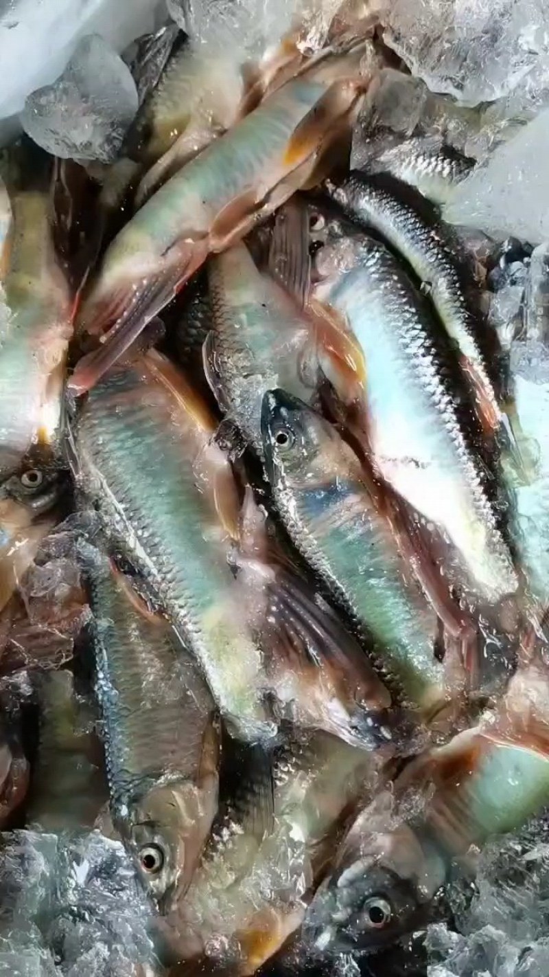 小桃花鱼水好鱼好肉质没质量**