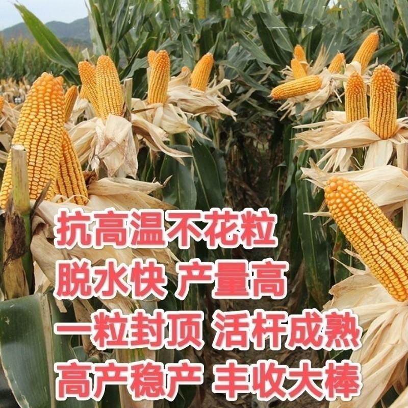 正品高产玉米种子惠民6202红轴大棒抗旱耐高温