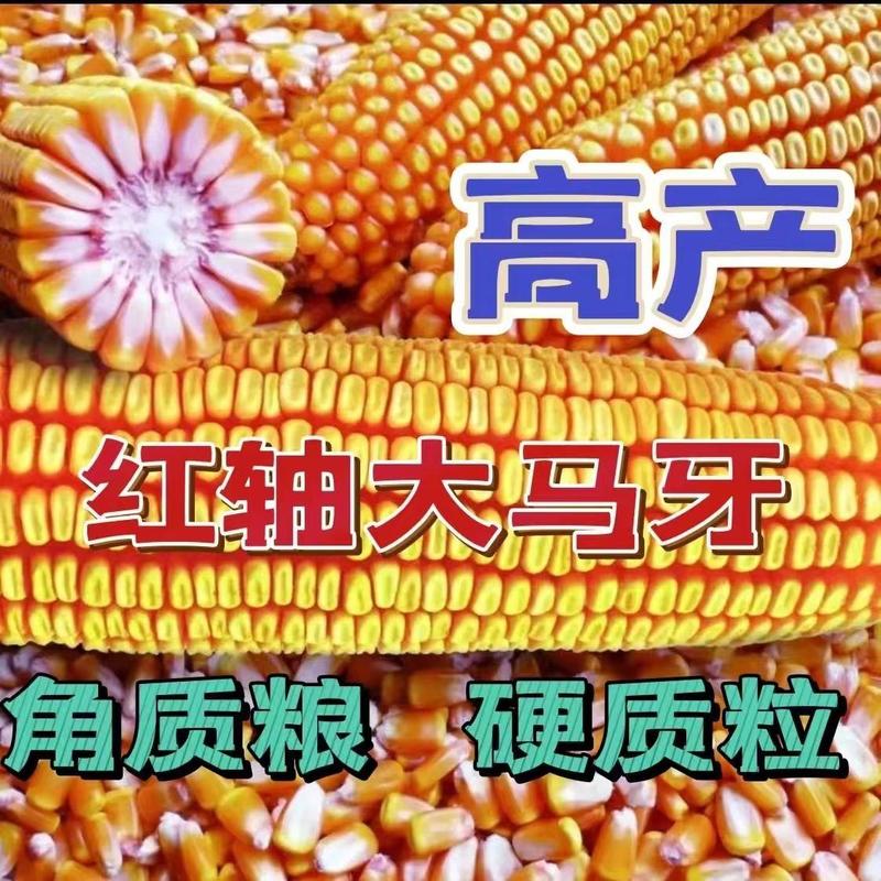 正品高产玉米种子惠民6202红轴大棒抗旱耐高温