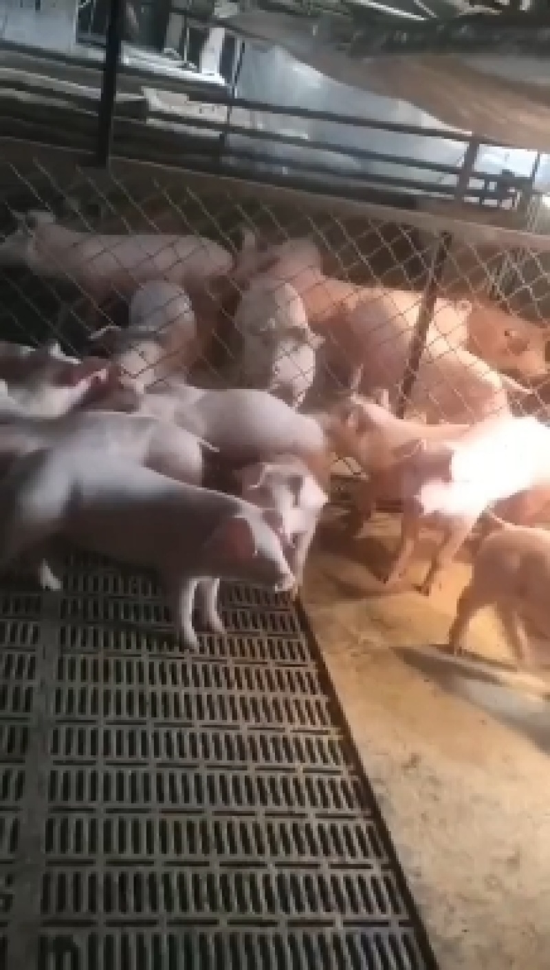 常年出售三元仔猪