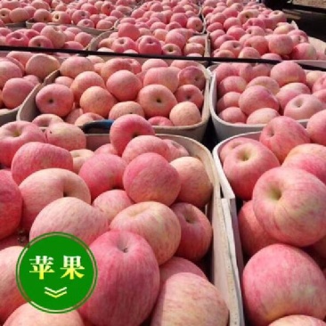大量批发红富士苹果