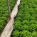 【精品】生菜散叶生菜青州大量货源稳定供应有需致电保质保量