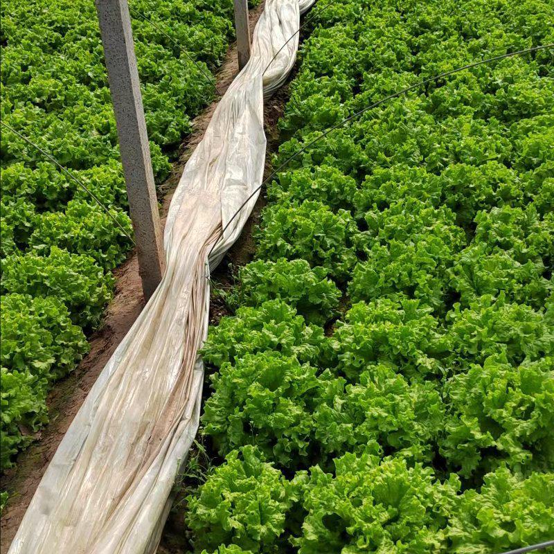 【精品】生菜散叶生菜青州大量货源稳定供应有需致电保质保量